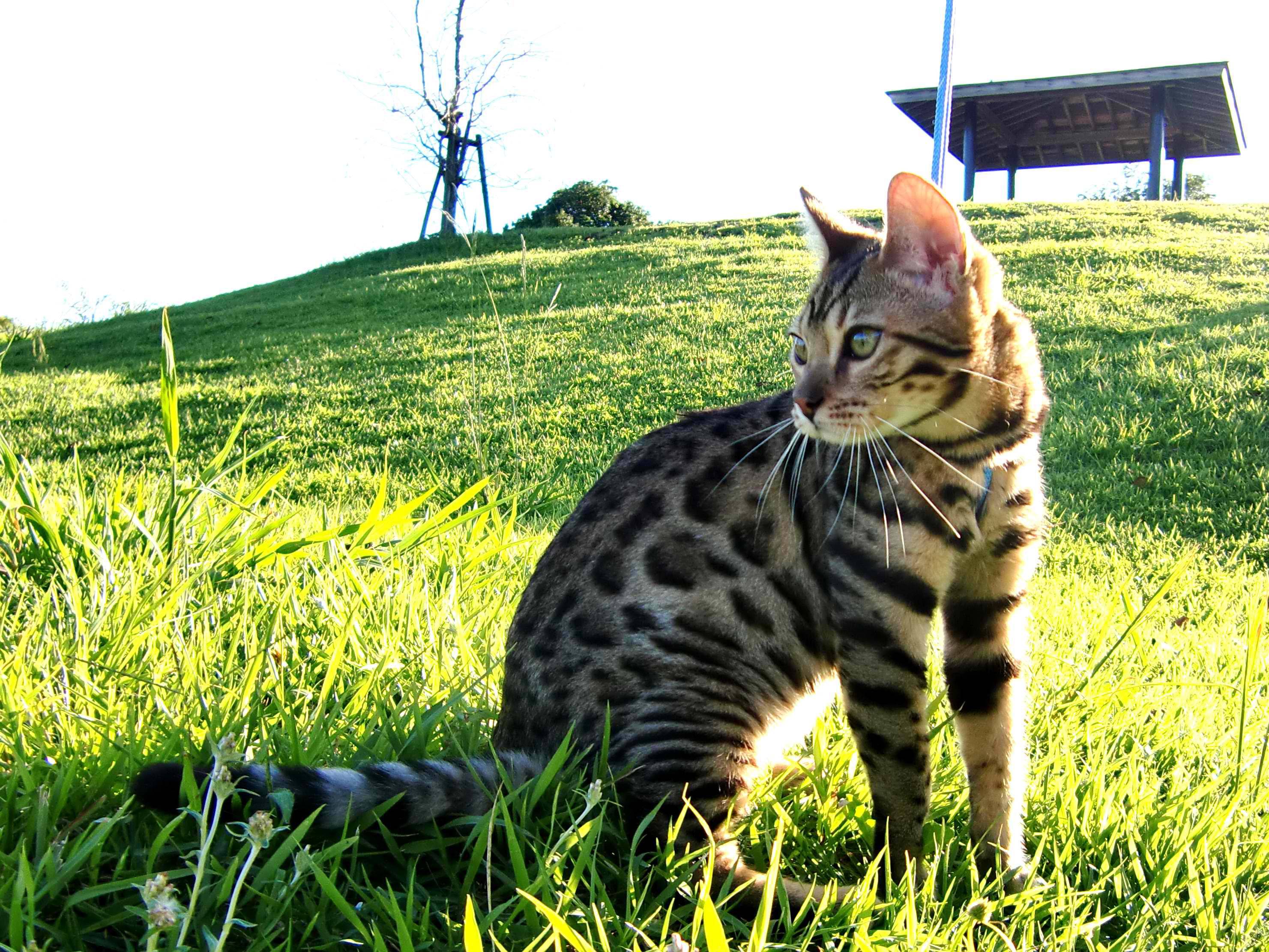 Bengal Cat – Cat Breeds Guide