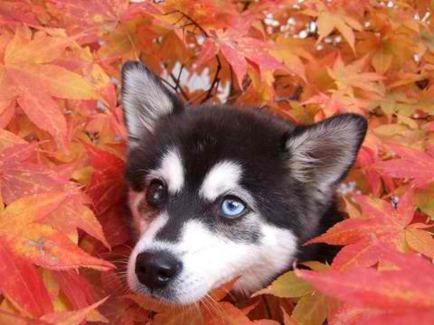 Toy Alaskan Klee Kai – Dog Breed Guide