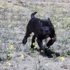 protection dog breeds ambull neo mastiff