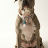 Adult and heavy set blue coated American Pitbull Terrier