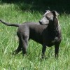 photo of an American Blue Lacy dog while out on the field