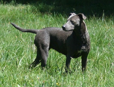American Blue Lacy – Dog Breed Guide