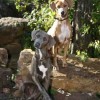 photo of two American Blue Lacy, one black and one tan