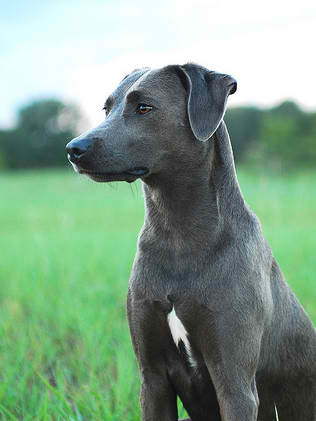 Blue Lacy Dog – Dog Breed Guide