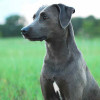 The American Blue Lacy dog also known as the Texas Blue Lacy