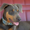 American Blue Lacy dog wearing a collar