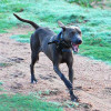 Blue Lacy tracking wild hogs