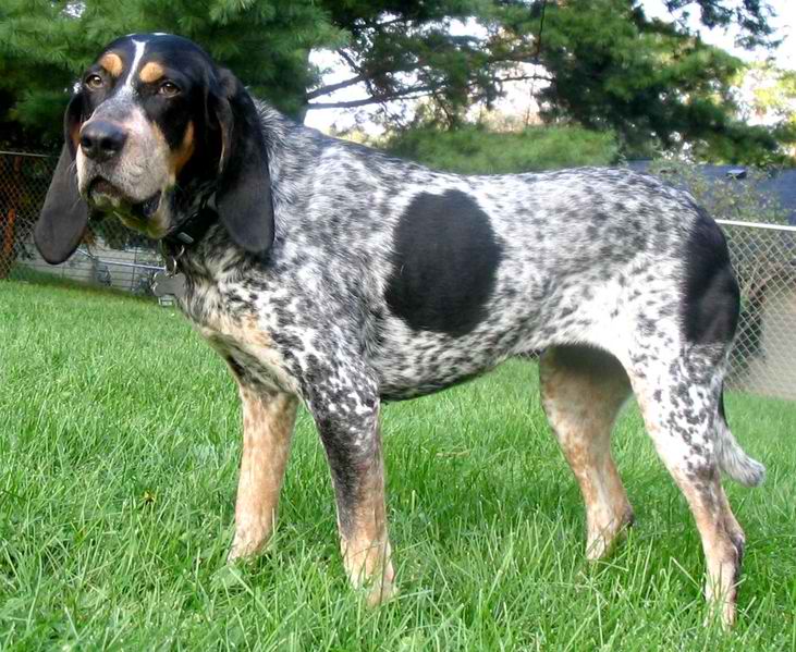 Bluetick Coonhound – Dog Breed Guide