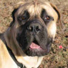Big boned and big head South African Mastiff dog portrait
