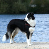 Border Collie with black and white coat