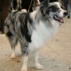 photo of Border Collie Blue Merle