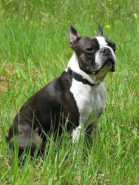 Boston Terrier – Dog Breeds Guide