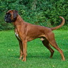Fawn coated Boxer dog displaying his magnificent stance