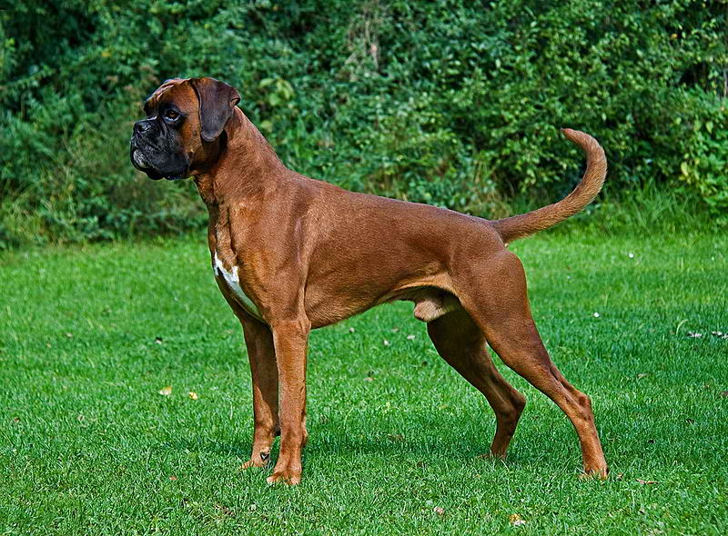 Boxer – Dog Breeds Guide