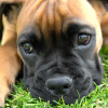 fawn boxer puppy with black mask with head down on the grass