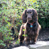 Boykins Spaniel dog breed profile