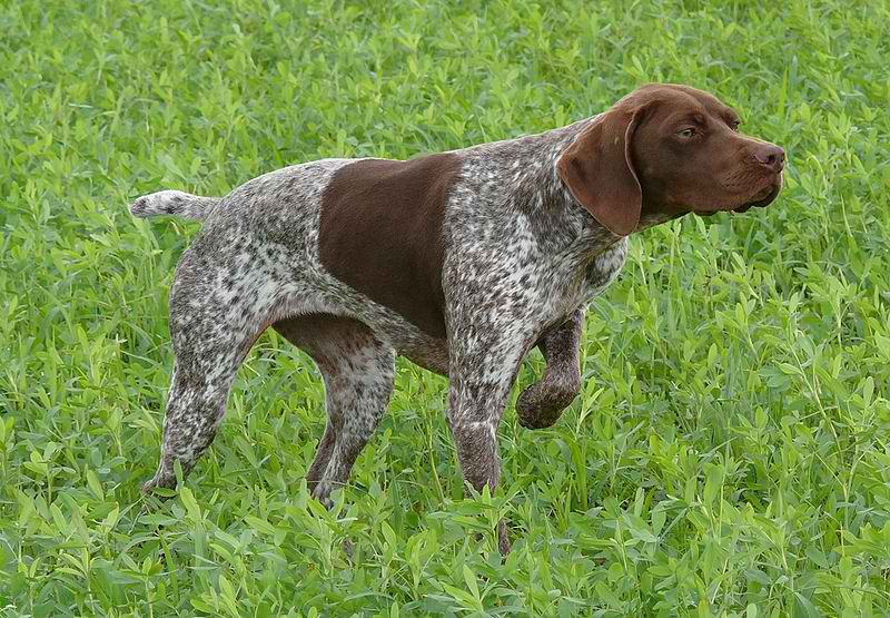 French Pointer – Dog Breed Guide
