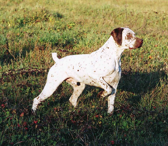 Braque du Bourbonnais – Dog Breed Guide