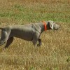 Photo of Weimaraner pointing game while out on the hunt