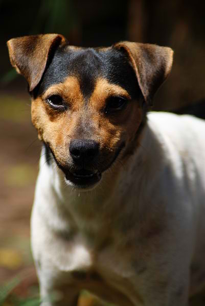 Brazilian Terrier – Dog Breed Guide