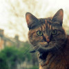 British Shorthair Cat Photo