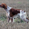 Brittany Spaniel with particolor coat