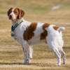 Brittany Spaniel dog breed portrait