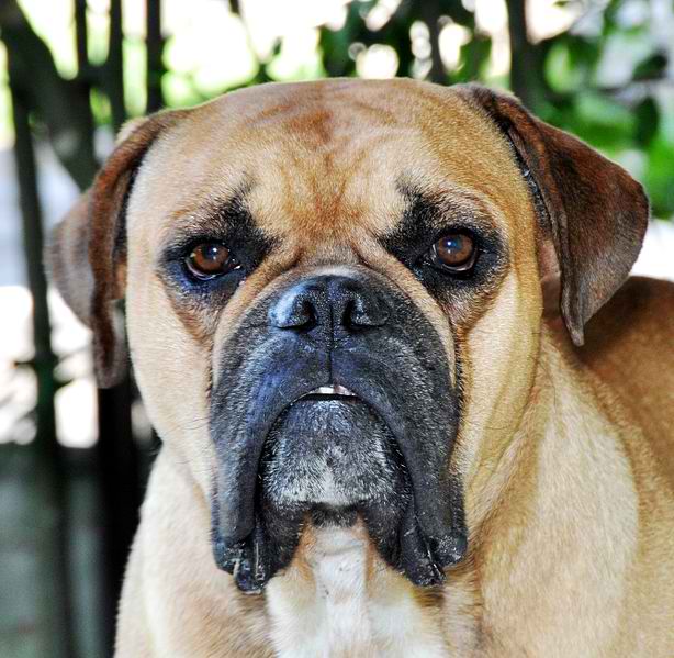 Buldogue Campeiro – Dog Breed Guide