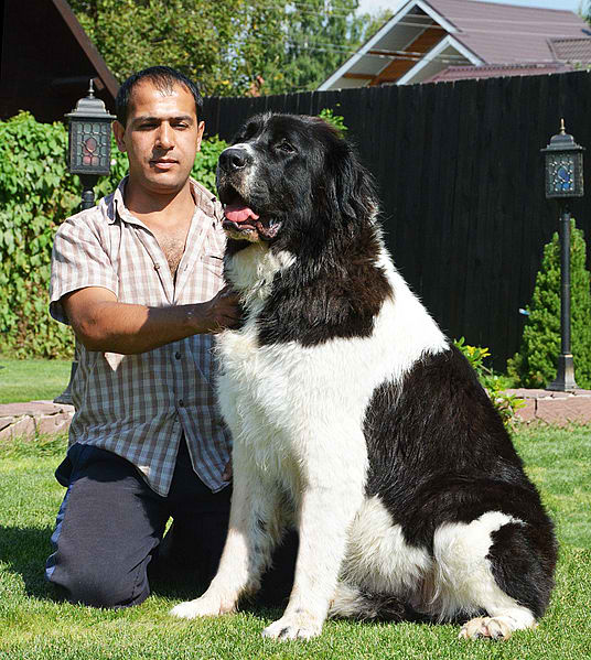 Bulgarian Shepherd Dog – Dog Breed Guide