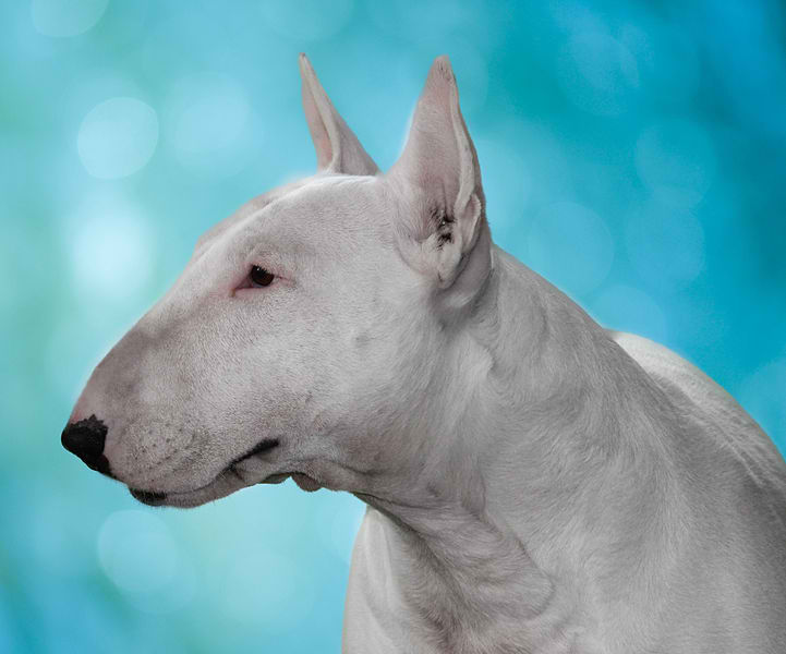 Bull Terrier, Standard Size – Dog Breed Guide