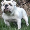 Champ's Boss, a 2-year-old male English Bulldog