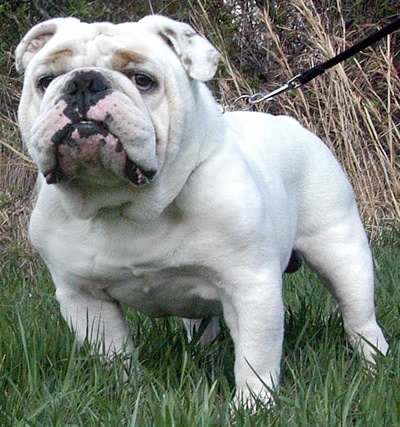 Bulldog – Dog Breed Guide