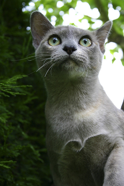 Burmese Cat Family – Cat Breed Guide