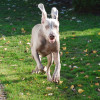 Picture of a Weimaraner on course