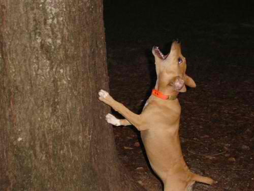 Cajun Squirrel Dog – Dog Breed Guide