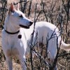 Maccabee the Canaan Dog at 3 years old