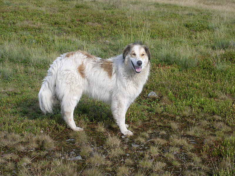 Carpathian Sheepdog – Dog Breed Guide