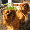 Two cavaliers or Ruby Toy Spaniels sitting on a table