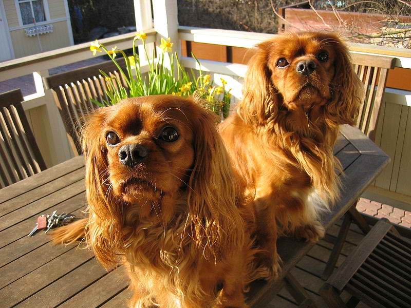 Cavalier King Charles Spaniel – Dog Breed Guide