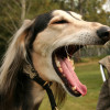 captured image of a Saluki dog opening its long wide mouth