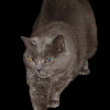 12 year old Chartreux named Sir Lancelot