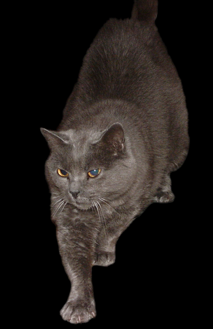 Chartreux – Cat Breed Guide