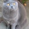 Josie, an adult female purebred Chartreux cat