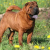 Red or Tan coated Chinese Shar-Pei