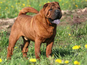 Chinese Shar-Pei – Dog Breed Guide
