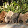 A litter of Chinese SharPei puppies with different colors
