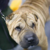 Chinese Shar-Pei at Westminster Dog Show