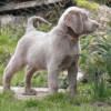 great posture by a longhaired weimaraner dog
