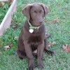 puppy with brown or chocolate coat English Labrador puppy