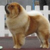 Chow Chow dog perfect show stance